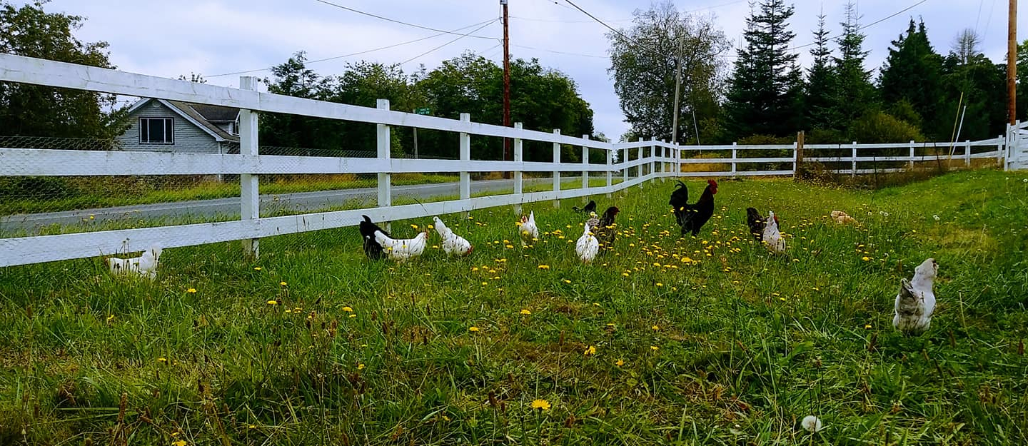 Large green field with white sheep roaming behing a fenced area